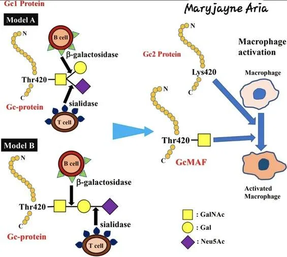 The Immune Terrain in HIV