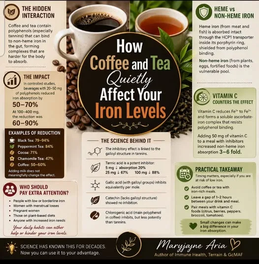 Coffee, Tea, and Iron Absorption: What the Science Actually Shows:
