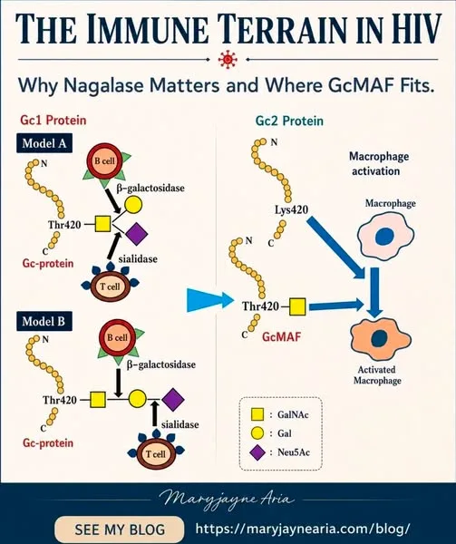 The Immune Terrain in HIV