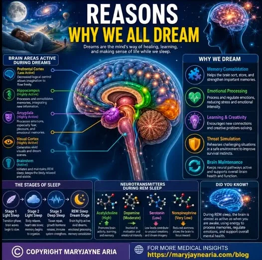 Do You Ever Wonder Why We Dream?